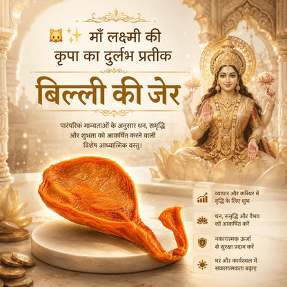 Siddh Billi Ki Jer | सिद्ध बिल्ली की – Rare Spiritual Ritual Item